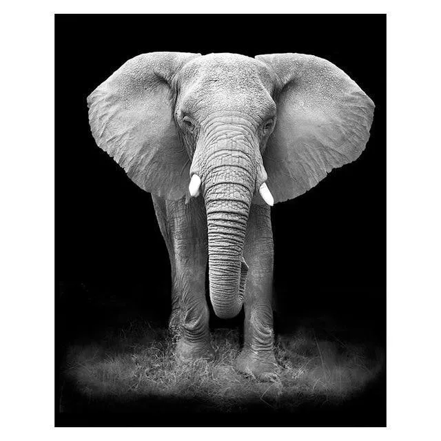 The Finest African Animal Wall Art Prints (50x70cm)